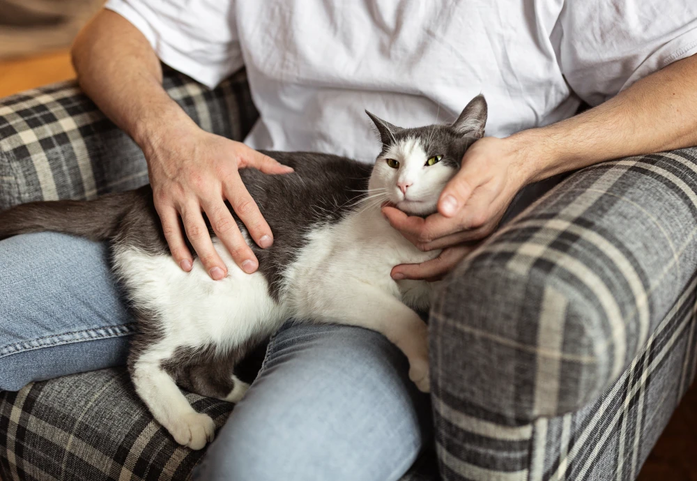 best indoor camera for pets